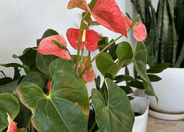 Ohana